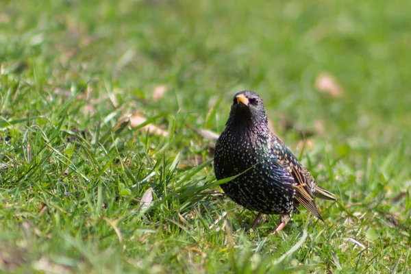 Çimenlerdeki sığırcık