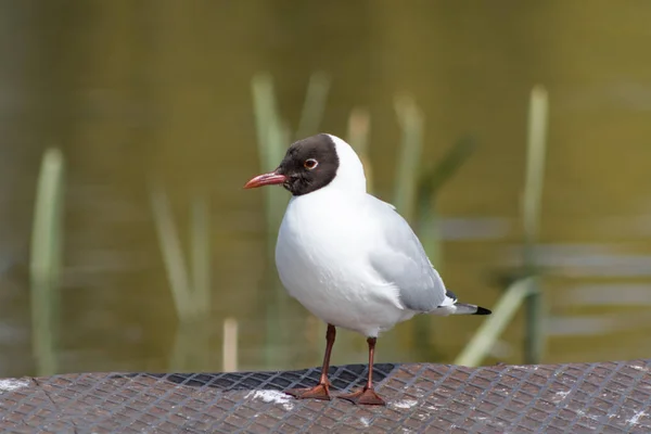 Gaviota en el puente — Foto de Stock