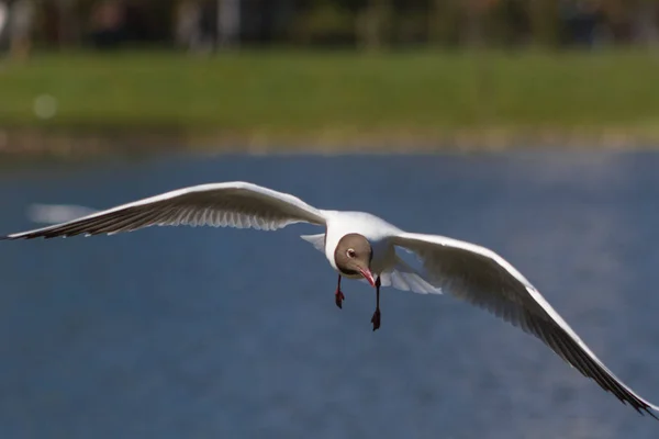 Gaviota en vuelo — Foto de Stock