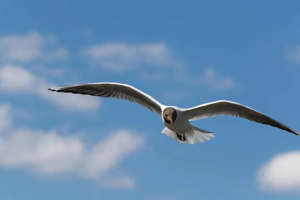 Gaviota en vuelo — Foto de Stock