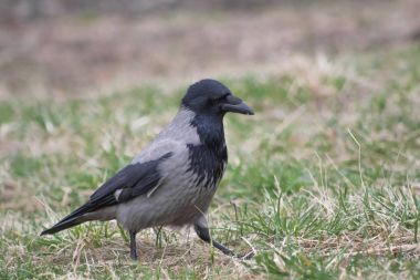 Yerdeki karga