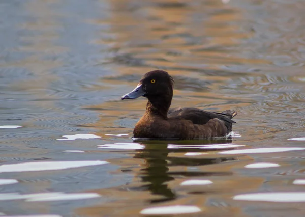 Flotteurs Aythya fuligula — Photo