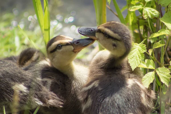 Ducklings in the grass — Stock Photo, Image