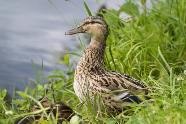 Canard avec des canetons dans l'herbe — Photo