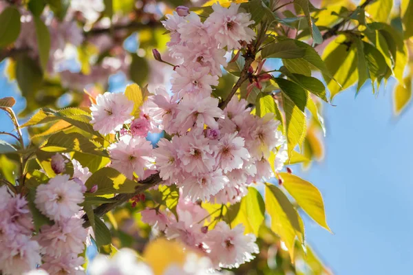 pembe kiraz çiçekleri