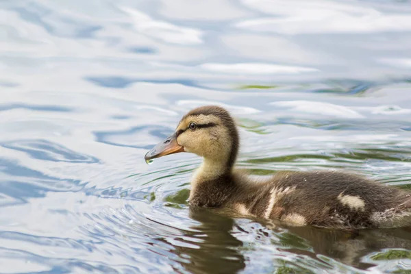 Pequeño patito en el lago — Foto de Stock