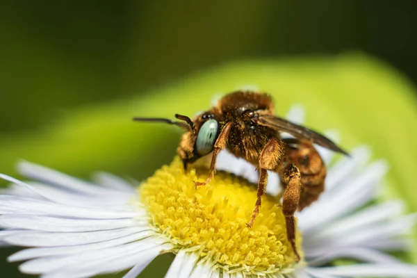 Uma abelha rara em uma flor — Fotografia de Stock