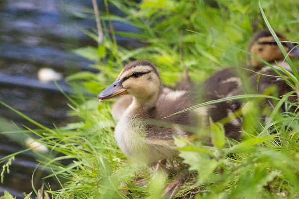 草丛中的小鸭 — 图库照片