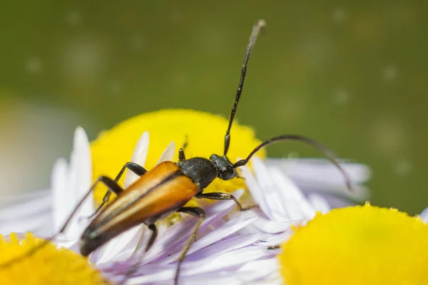 Scarabeo su un fiore — Foto Stock