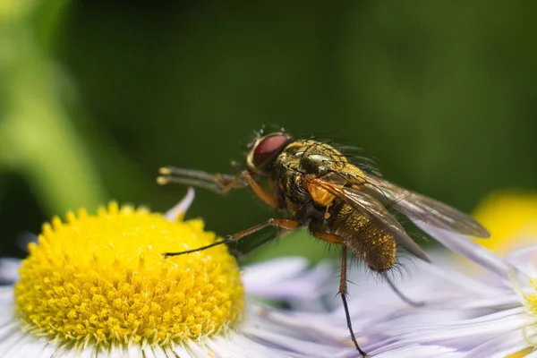 Flyga på blomman — Stockfoto