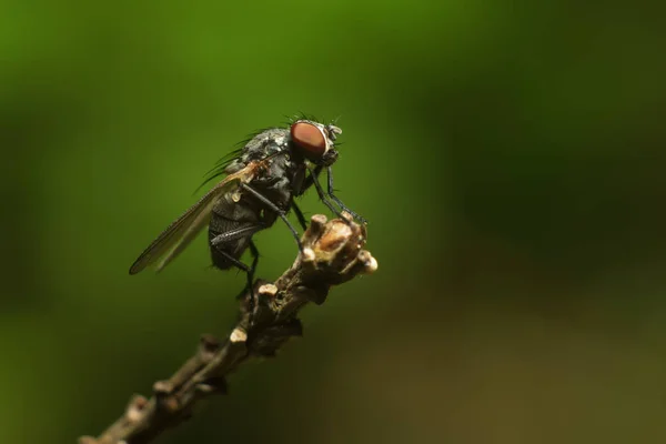 Uma mosca em um ramo — Fotografia de Stock