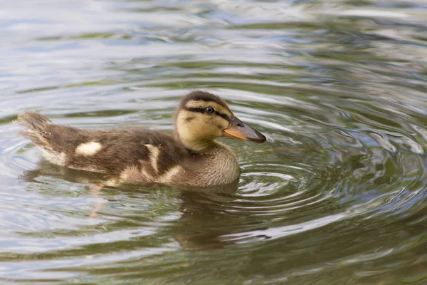 Duckling in the lake — Stock Photo, Image