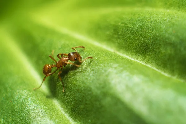 La formica sul foglio — Foto Stock
