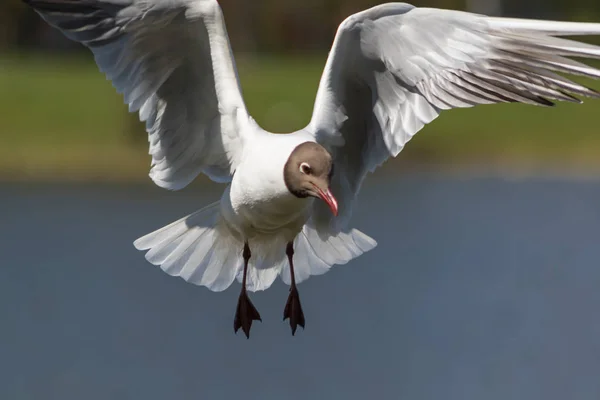 Gaviota en vuelo — Foto de Stock