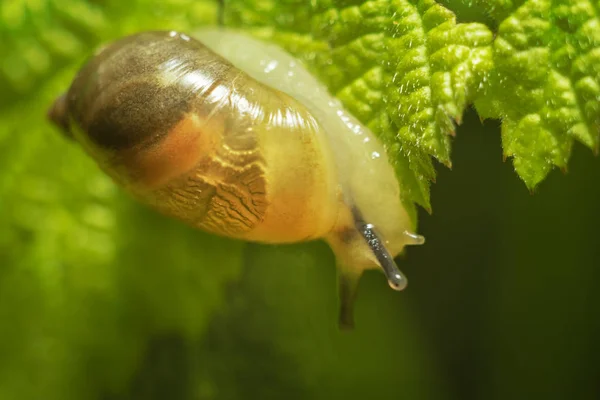 Petit escargot transparent — Photo