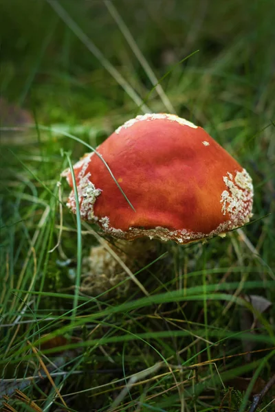 Champiñón rojo en el bosque — Foto de Stock