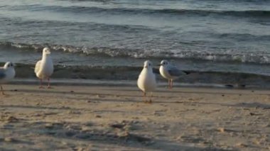 Günbatımı ve yüzmek deniz kıyısı martılar çalıştırmak