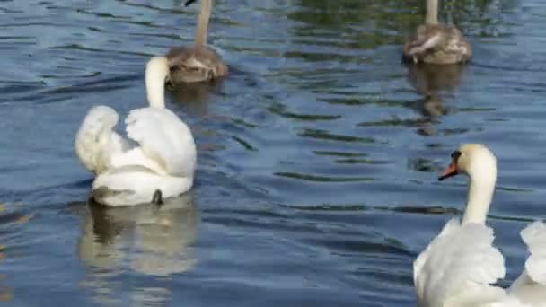 Cisnes Flotando Lago Azul — Vídeo de stock