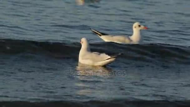 海鸥在日落时在波罗的海的波浪上滑行 — 图库视频影像