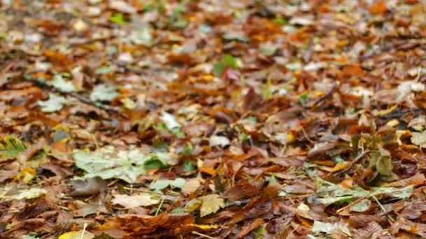 Höst Löv Faller Lögner Marken Skogen — Stockvideo