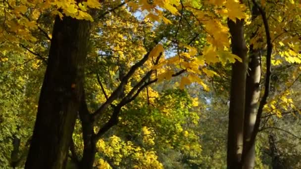 Árvores Com Folhas Amarelas Outono Balançando Vento Floresta — Vídeo de Stock