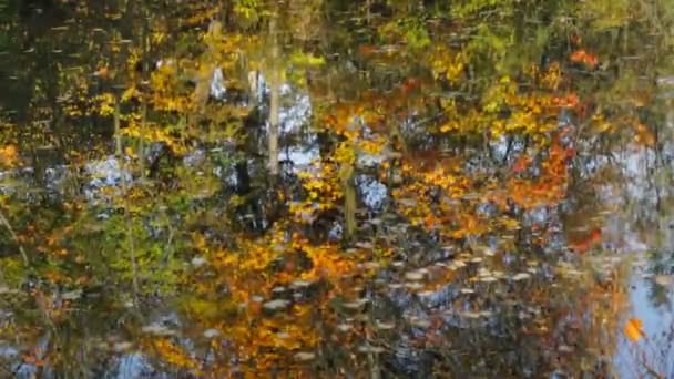 Reflexão Floresta Outono Lago — Vídeo de Stock