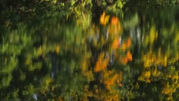 Reflejo Del Bosque Otoñal Lago — Vídeos de Stock