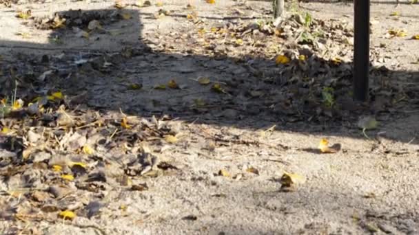 Порожні Жовті Лавки Осінньому Парку — стокове відео