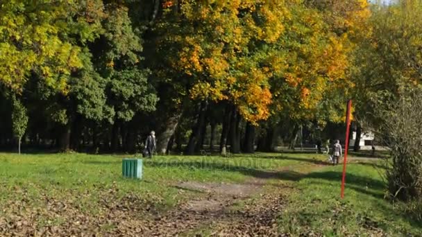 Vista General Los Árboles Otoño Parque Tranquilo — Vídeos de Stock