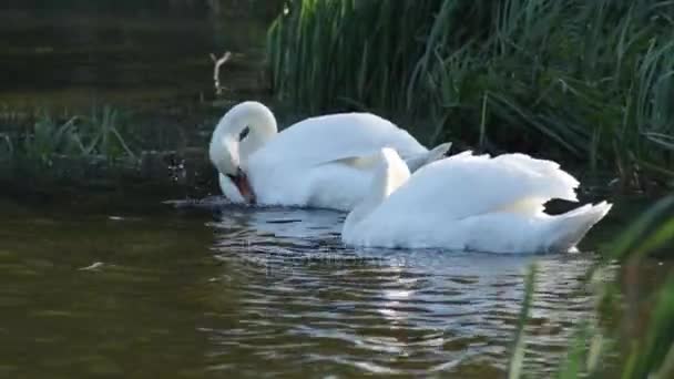 Cisnes Blancos Lago Limpian Sus Plumas — Vídeo de stock