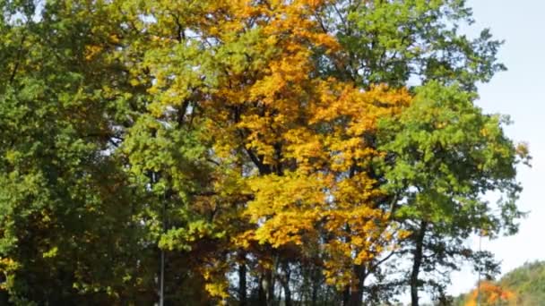 Arbres au feuillage vert et jaune balançant dans le vent, automne 
