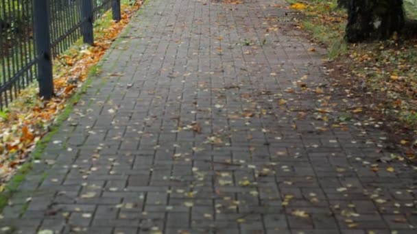Allée de la ville avec arbres d'automne 