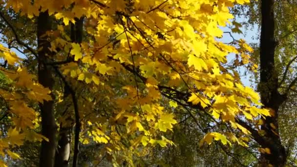 Arbre Automne Oscille Dans Vent Les Feuilles Jaunes Bruissent — Video