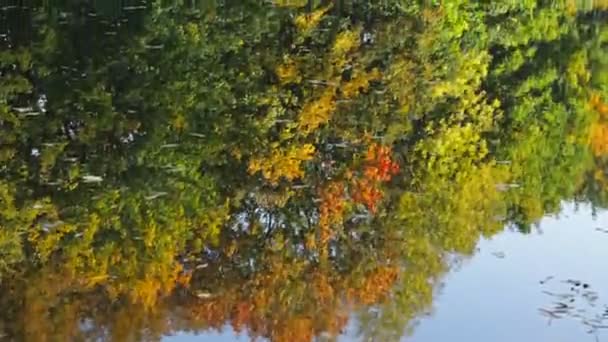 Krásný Odraz Rybníce Podzimní Stromy — Stock video