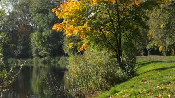 Arbres colorés et un lac dans l'après-midi dans un parc d'automne 