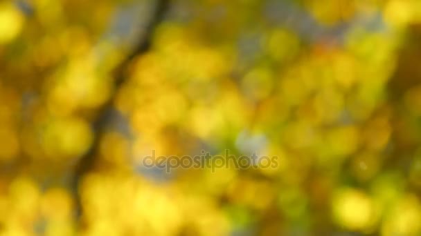 Beau fond de nature jaune. Le soleil brille à travers les feuilles jaunes. Images vidéo floues .