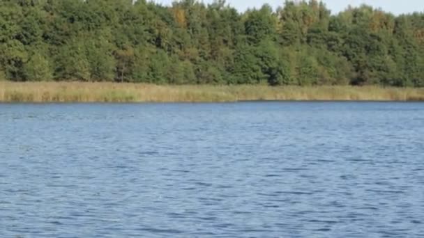 Lindo Lago Azul Floresta Outono Dia Claro Ensolarado — Vídeo de Stock