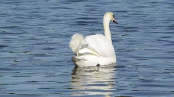 Cigno Bianco Nuota Lungo Lago Blu — Video Stock