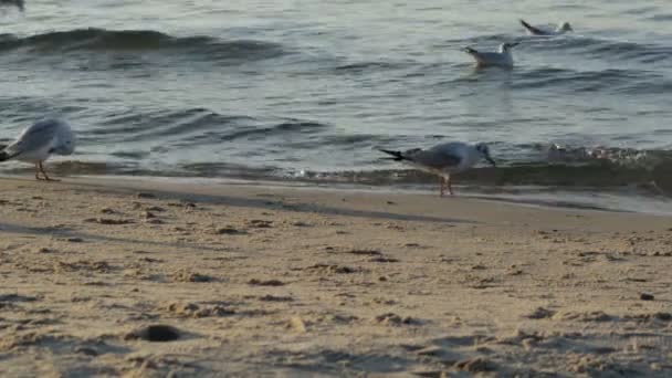 Gulls Run Sand Swim Sea Evening Sea Sunset — Stock Video
