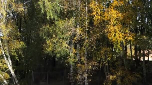 Veelkleurige Herfst Bomen Zwaaien Wind Het Bos — Stockvideo