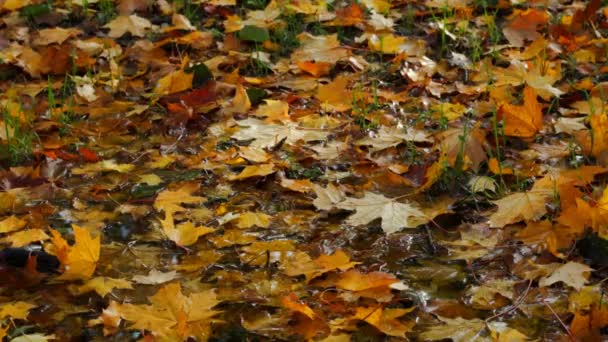 Veelkleurige Herfstbladeren Leugen Regen Het Gras — Stockvideo