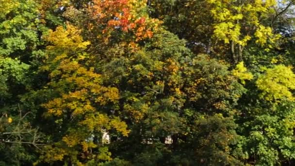 Mooie Kleurrijke Bomen Herfst Bos — Stockvideo