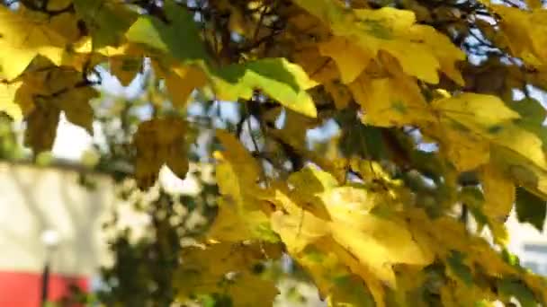 Die Gelben Ahornblätter Schwingen Wind Herbst — Stockvideo