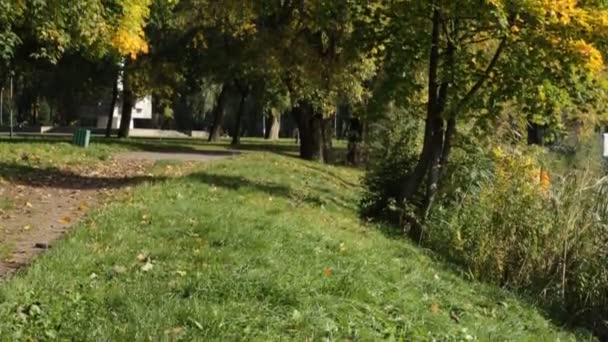 Belas Árvores Coloridas Parque Outono — Vídeo de Stock