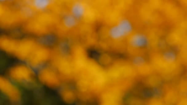 Fondo Naturaleza Abstracta Desenfocada Con Hojas Naranjas Otoño — Vídeos de Stock