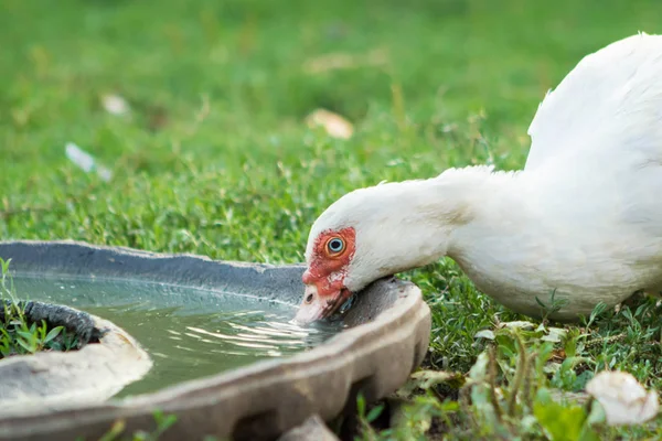 Meal white duck — Stock Photo, Image