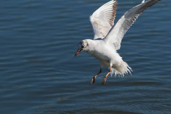 Gaviota en vuelo — Foto de Stock