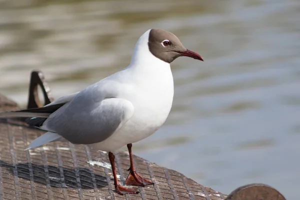 Gaviota en el puente — Foto de Stock