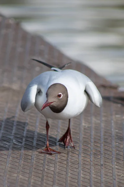 Gaviota en el puente — Foto de Stock