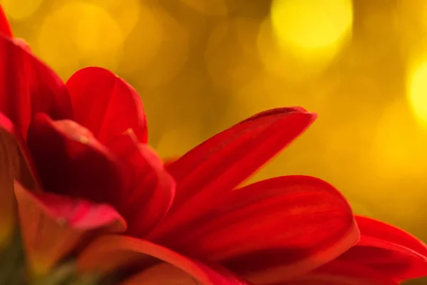 Röd gerbera blomma Stockbild